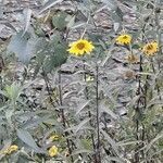 Helianthus maximiliani flower picture by John Skolaut (cc-by-sa)