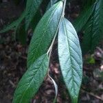 Cotoneaster frigidus leaf picture by Pierre Sosson (cc-by-sa)