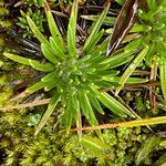 Xenophyllum crassum leaf picture by Fabien Anthelme (cc-by-sa)