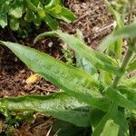 Penstemon pallidus leaf picture by tufty_jam_bean (cc-by-sa)