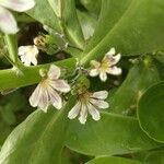 Scaevola plumieri flower picture by Titania Returns (cc-by-sa)