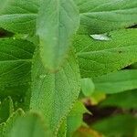 Hypericum annulatum leaf picture by susan brown (cc-by-sa)