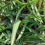 Armeria ruscinonensis leaf picture by Giode Tonpino (cc-by-sa)