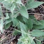 Hieracium sabaudum leaf picture by Karlheinz Roch (cc-by-sa)