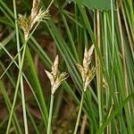 Carex brizoides fruit picture by Alexander Baransky (cc-by-sa)