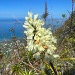 Earina floripecten flower picture by Terre_mer.nc (cc-by-sa)