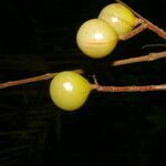 Meliosma depressiva fruit picture by Nelson Zamora Villalobos (cc-by-nc)