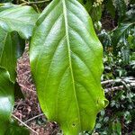 Ventilago neocaledonica leaf picture by nicoplant (cc-by-sa)