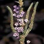 Fabiana bryoides flower picture by Daniel Barthelemy (cc-by-nc)