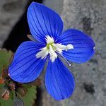 Veronica glauca flower picture by dimitris log (cc-by-sa)