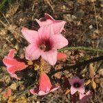 Brachychiton discolor flower picture by Francesca Padma Gulli (cc-by-sa)