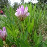 Trifolium alpinum habit picture by Fabien Anthelme (cc-by-sa)