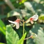 Desmodium affine flower picture by Trap Hers (cc-by-sa)