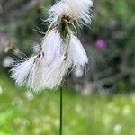 Eriophorum latifolium flower picture by Michel van den Bogaert (cc-by-sa)