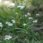 Galium pumilum flower picture by Patrick Jansen (cc-by-sa)