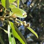 Quercus ilex fruit picture by Bernard Boutin (cc-by-sa)