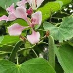 Bauhinia monandra fruit picture by Arvind Kulkarni (cc-by-sa)