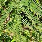 Prosopis alba leaf picture by Trap Hers (cc-by-sa)