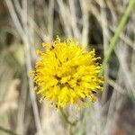 Thelesperma megapotamicum flower picture by Trap Hers (cc-by-sa)