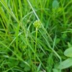 Ranunculus repens fruit picture by Oldak (cc-by-sa)