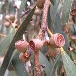 Eucalyptus pauciflora fruit picture by Stéphane Guillou (cc-by-sa)