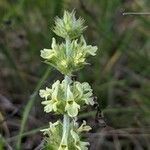 Sideritis fruticulosa flower picture by Denis Bastianelli (cc-by-sa)