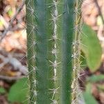 Praecereus euchlorus leaf picture by Trap Hers (cc-by-sa)