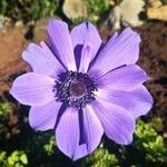 Anemone coronaria flower picture by de las Moras María (cc-by-sa)