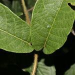 Mandevilla hirsuta leaf picture by Nelson Zamora Villalobos (cc-by-nc)