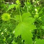 Geum laciniatum leaf picture by Pascal Guerin (cc-by-sa)