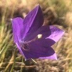 Campanula herminii flower picture by Diego Alex (cc-by-sa)