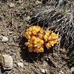 Cytinus hypocistis habit picture by Sylvain Piry (cc-by-sa)