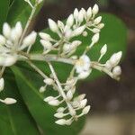 Ardisia revoluta flower picture by Nelson Zamora Villalobos (cc-by-nc)