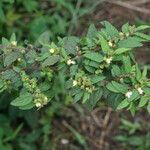 Sida glomerata habit picture by R. Tournebize (cc-by-sa)