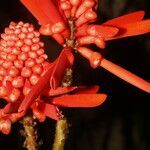 Erythrina gibbosa flower picture by Nelson Zamora Villalobos (cc-by-nc)