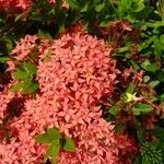 Ixora chinensis flower picture by Jaime Perez (cc-by-sa)