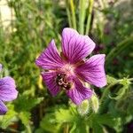 Geranium palustre flower picture by Vincent Marie (cc-by-sa)