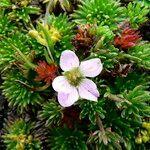 Geranium multipartitum flower picture by Fabien Anthelme (cc-by-sa)