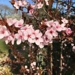 Prunus cerasifera flower picture by Roy Forget (cc-by-sa)