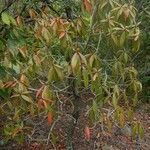 Foetidia mauritiana habit picture by Émile Maurice (cc-by-sa)