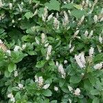 Clethra alnifolia habit picture by guinnevere lowe (cc-by-sa)