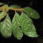 Endlicheria canescens leaf picture by Jean-François Molino (cc-by-sa)