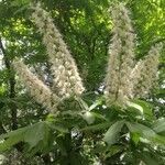 Aesculus chinensis flower picture by Dieter Albrecht (cc-by-sa)