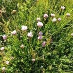 Armeria alpina flower picture by Cayol Cayol (cc-by-sa)