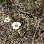 Calochortus leichtlinii flower picture by christine Lesca Maillard (cc-by-sa)