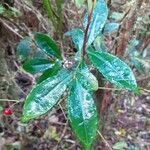 Ardisia crenata leaf picture by Nicolas Brel (cc-by-sa)