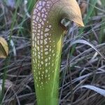 Sarracenia minor leaf picture by Tom Jones (cc-by-sa)