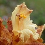 Orobanche laserpitii-sileris flower picture by Yoan MARTIN (cc-by-sa)