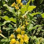 Bunchosia armeniaca flower picture by Makoto Makoto (cc-by-sa)