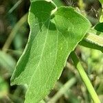 Mikania cordifolia leaf picture by Trap Hers (cc-by-sa)